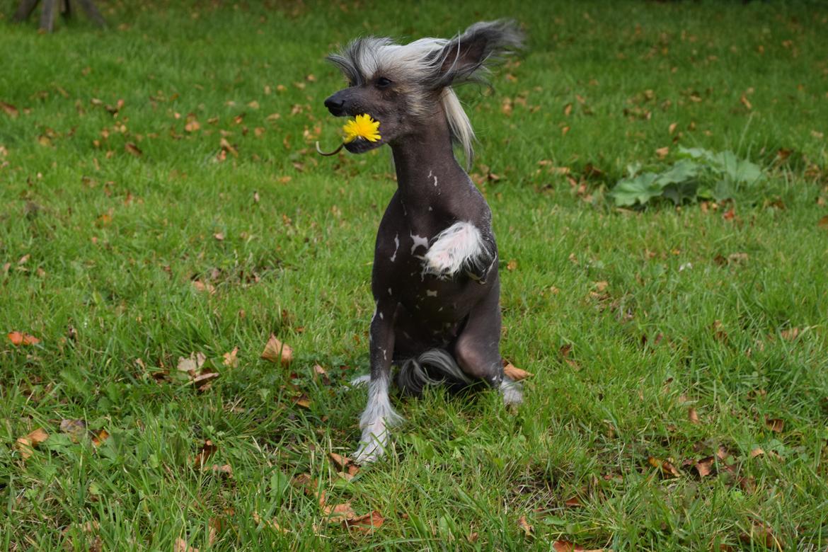 Chinese crested hårløs Sminna billede 2