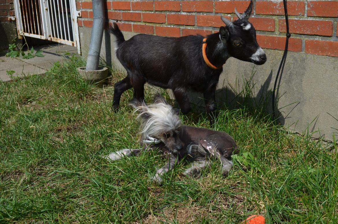 Chinese crested hårløs Sminna billede 3