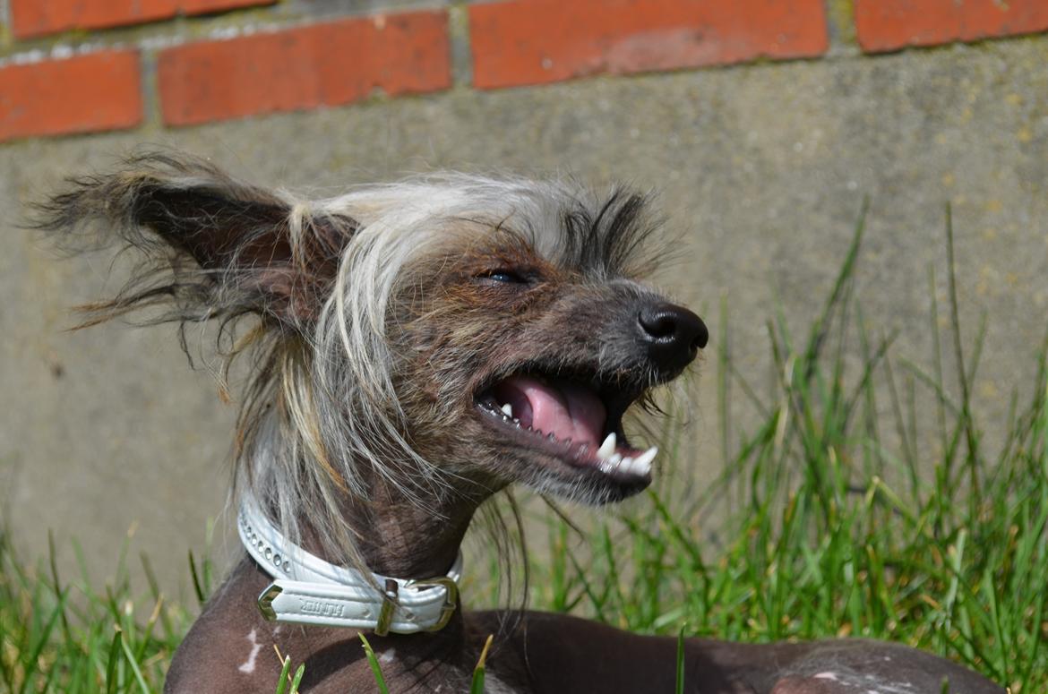 Chinese crested hårløs Sminna billede 4