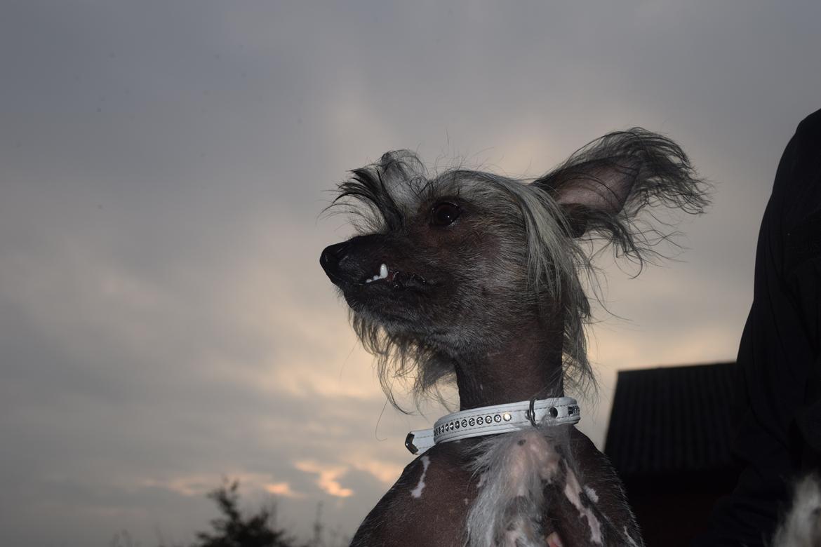 Chinese crested hårløs Sminna billede 6