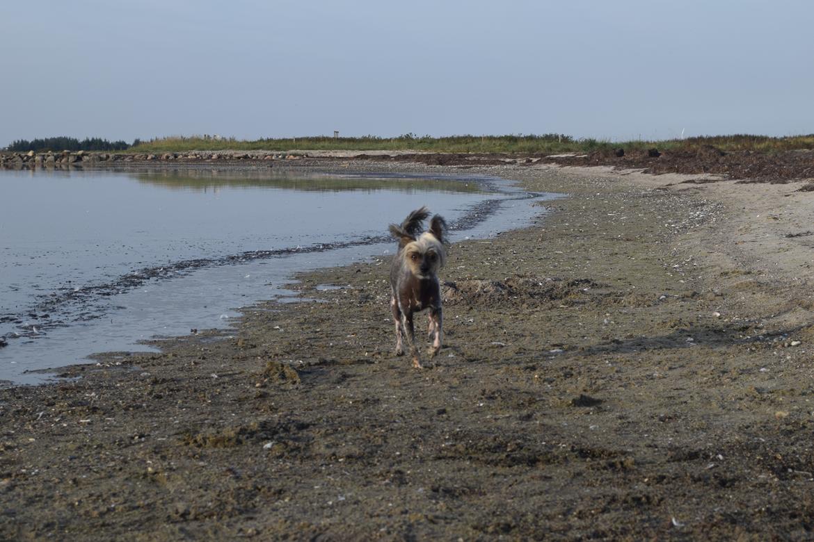 Chinese crested hårløs Sminna billede 7