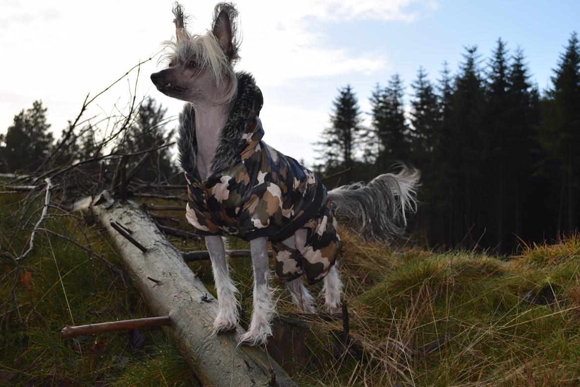Chinese crested hårløs Sminna billede 1
