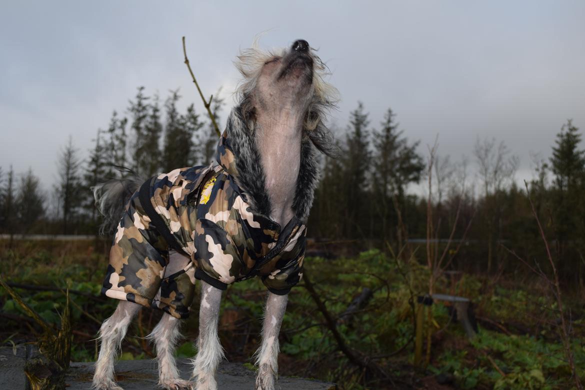 Chinese crested hårløs Sminna billede 8