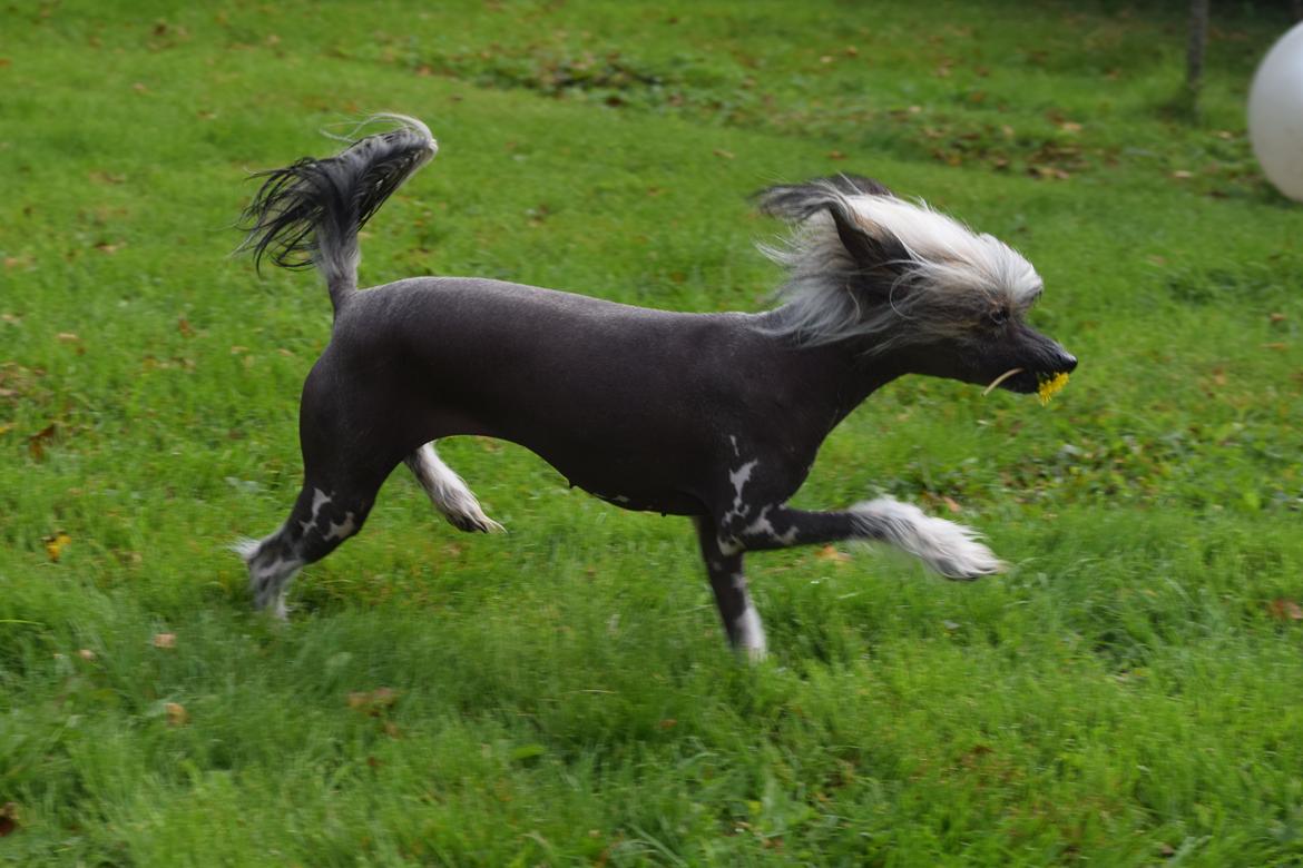 Chinese crested hårløs Sminna billede 9
