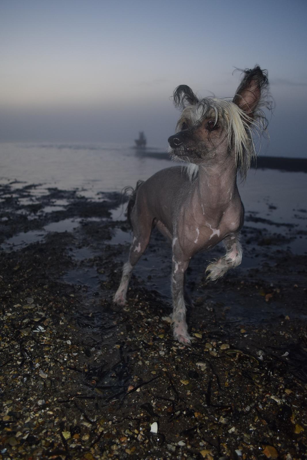 Chinese crested hårløs Sminna billede 5