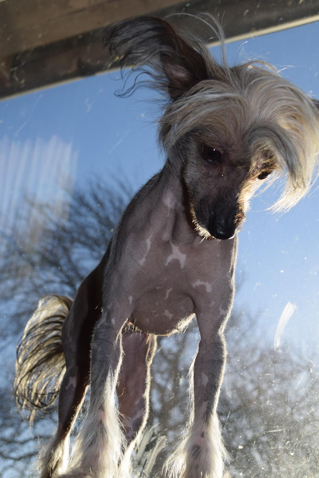 Chinese crested hårløs Sminna billede 10