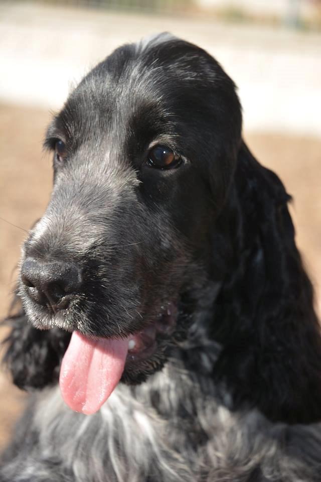 Cocker spaniel Sky - Sky 16 uger billede 8