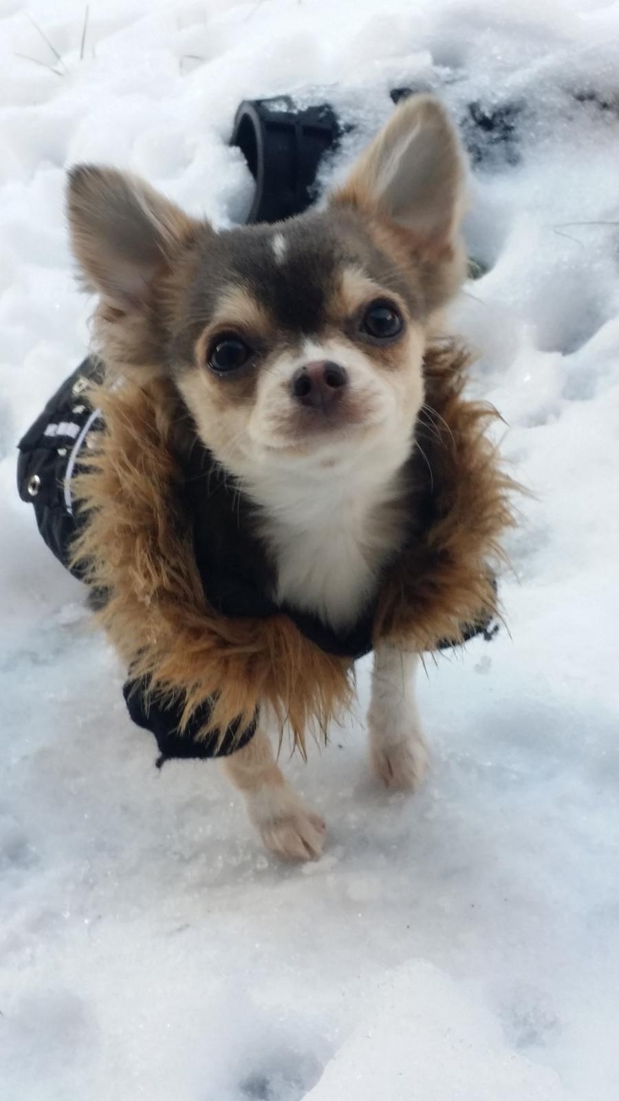 Chihuahua Milo billede 15