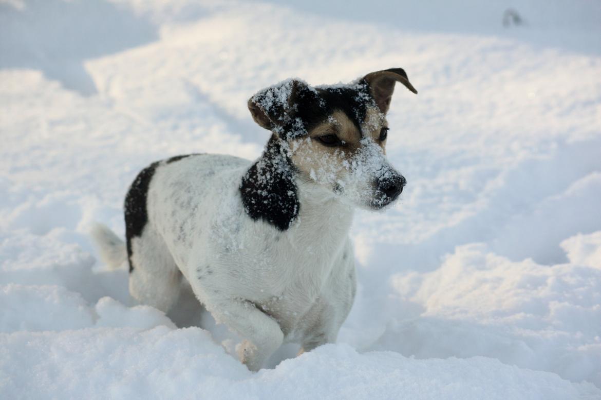 Jack russell terrier My - My i december 2014 billede 2