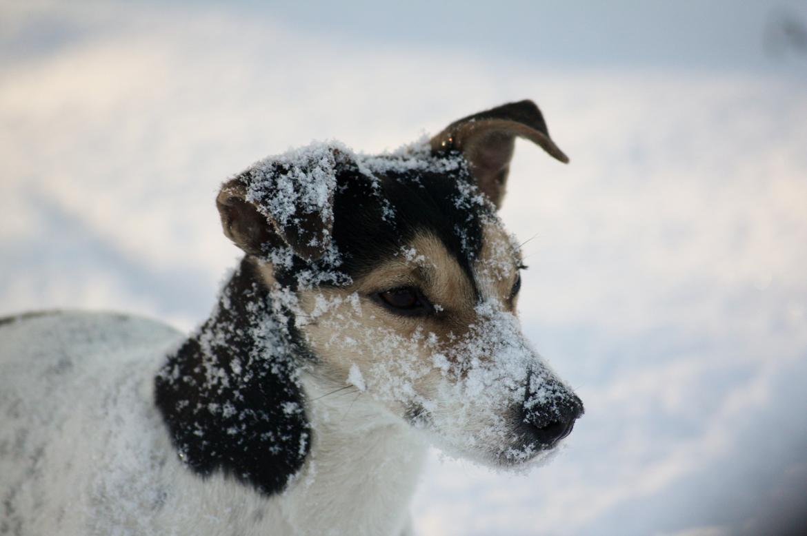 Jack russell terrier My - Velkommen til My's profil :3 billede 1