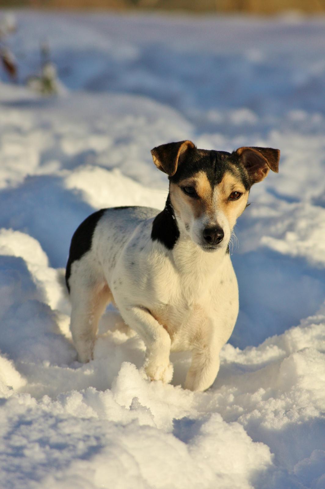 Jack russell terrier My - Dec 2014 billede 4