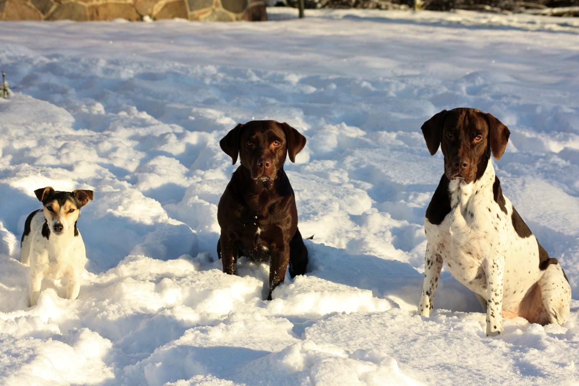 Jack russell terrier My - My, Nuca og Rocky december 2014 billede 7