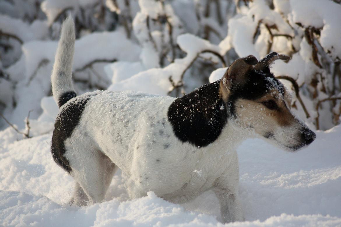 Jack russell terrier My - Dec 2014 billede 3