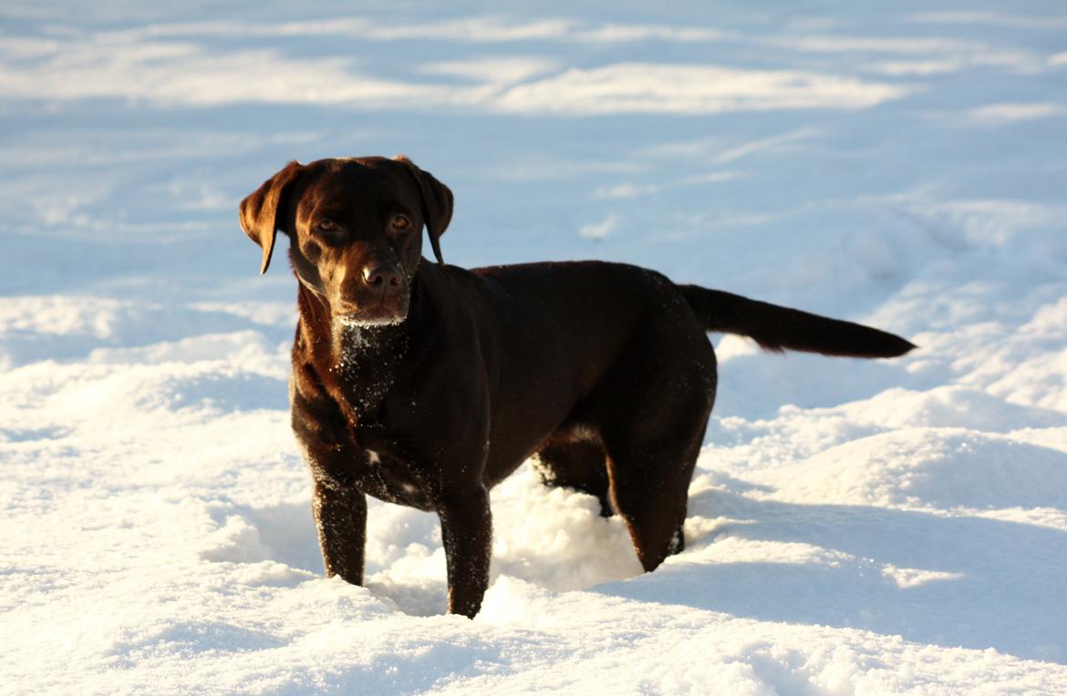 Labrador retriever Nuca billede 28