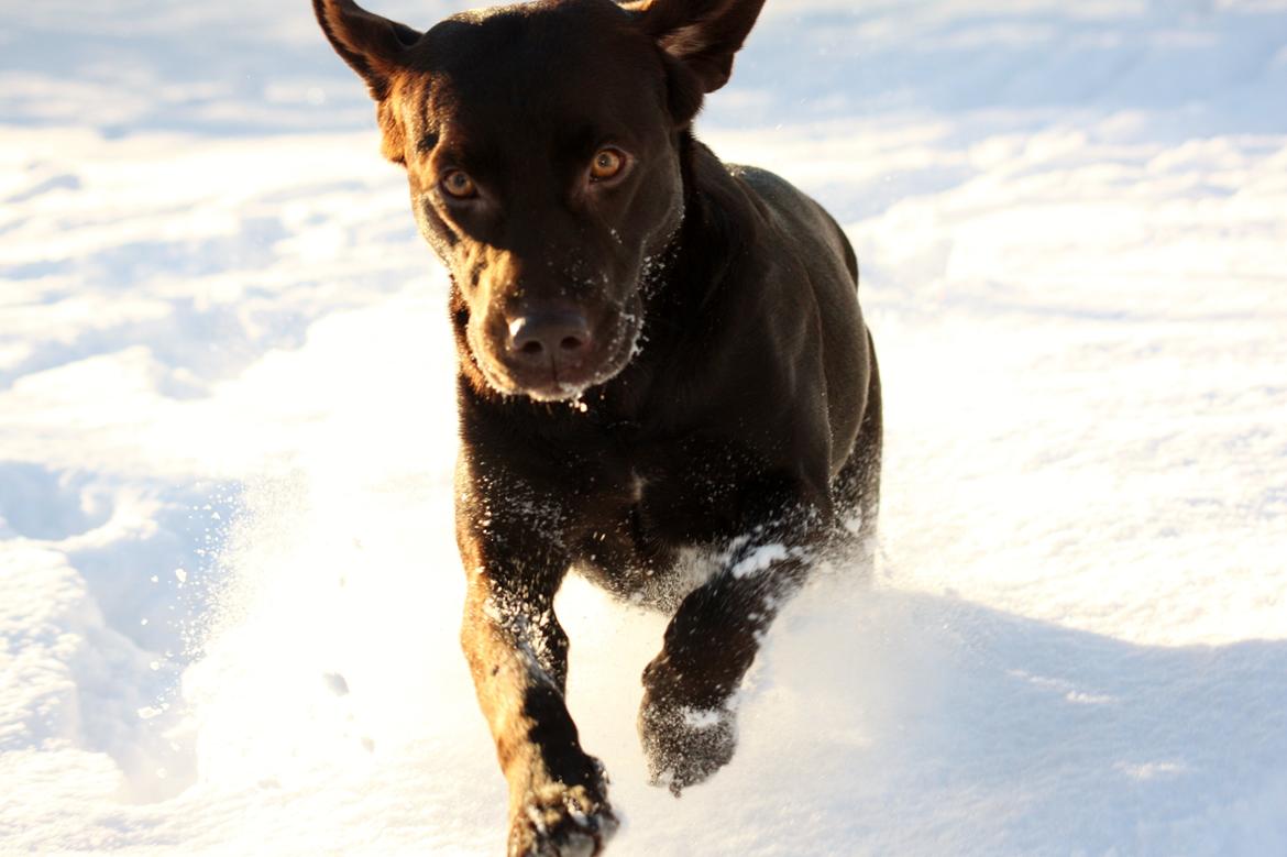 Labrador retriever Nuca billede 30