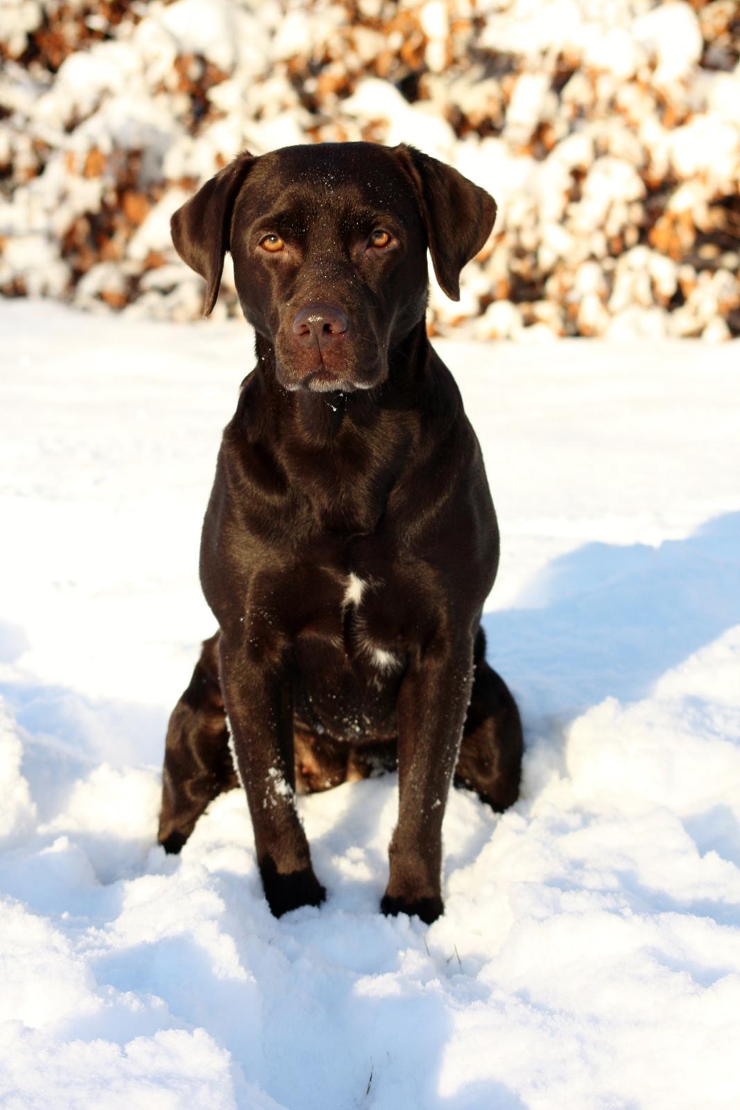 Labrador retriever Nuca - Nuca dec 2014 billede 1