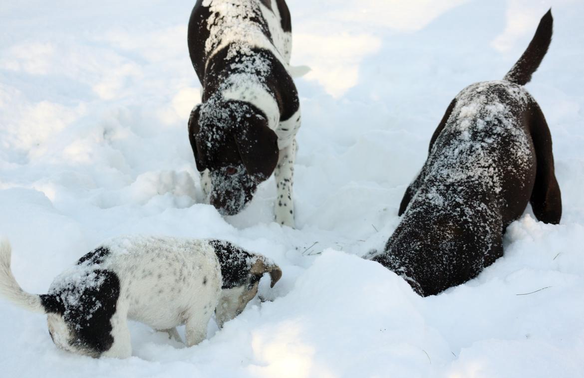 Labrador retriever Nuca billede 31