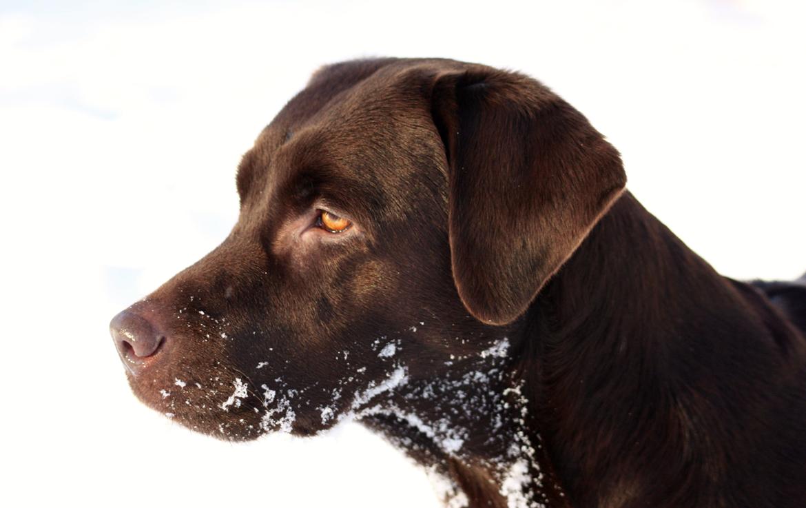 Labrador retriever Nuca billede 29