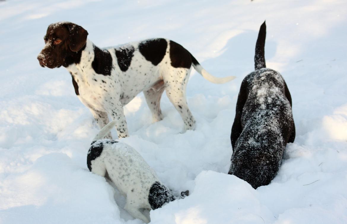 Gammel dansk hønsehund Rocky billede 12