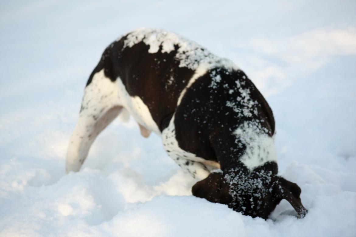 Gammel dansk hønsehund Rocky billede 3