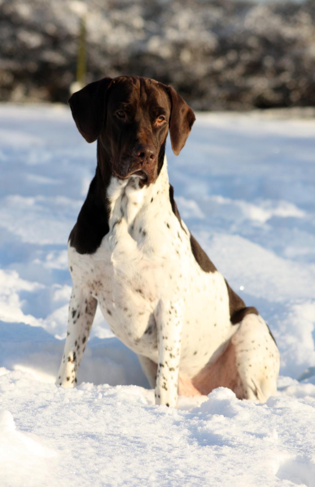 Gammel dansk hønsehund Rocky - Rocky dec 2014 billede 2