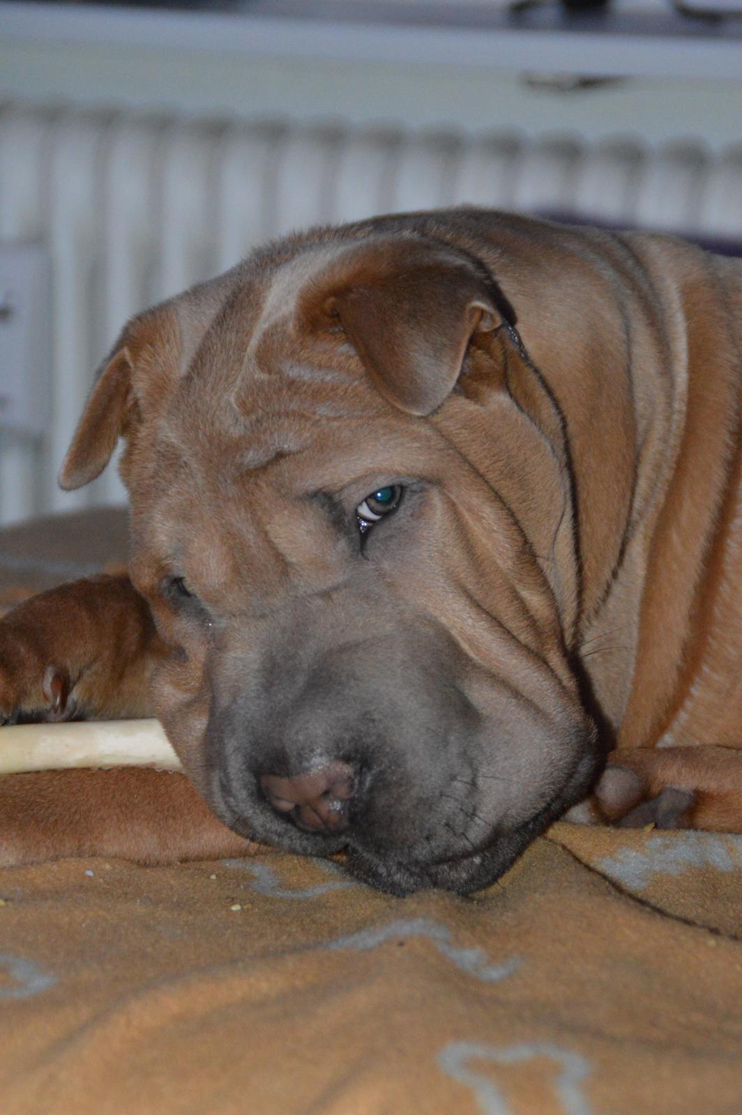 Shar pei Chuck Norris billede 10