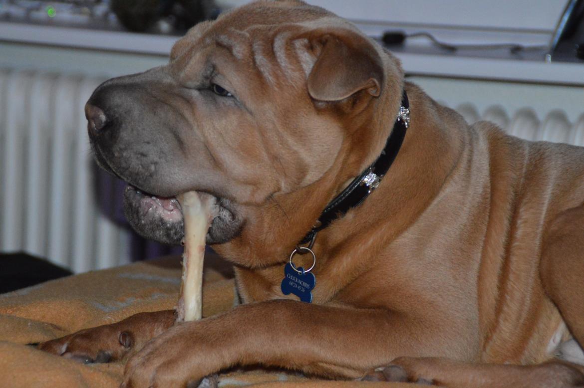 Shar pei Chuck Norris billede 12