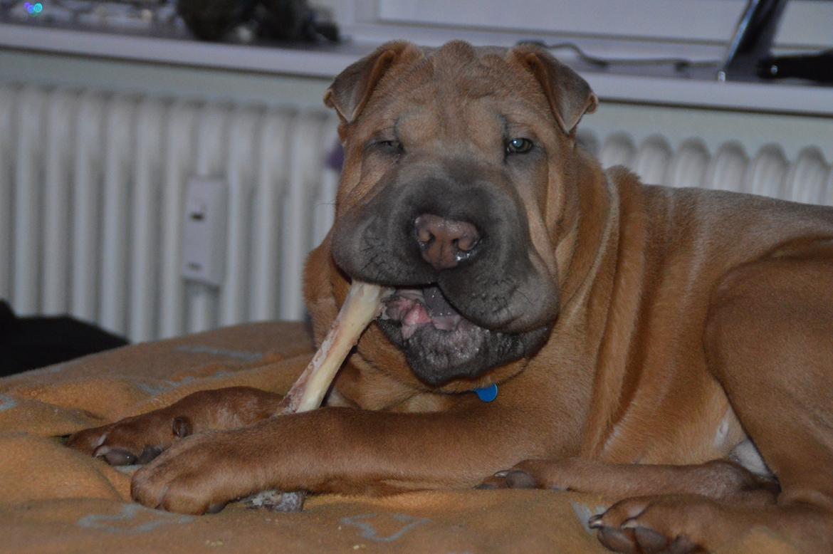 Shar pei Chuck Norris billede 11