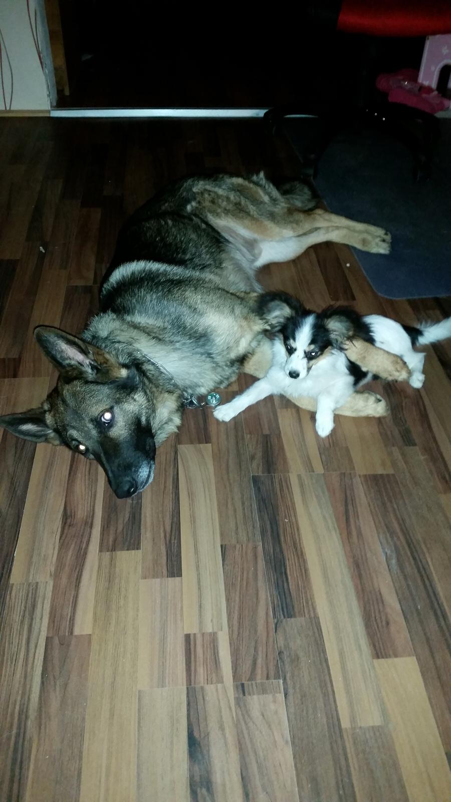 Blanding af racer Bella billede 6