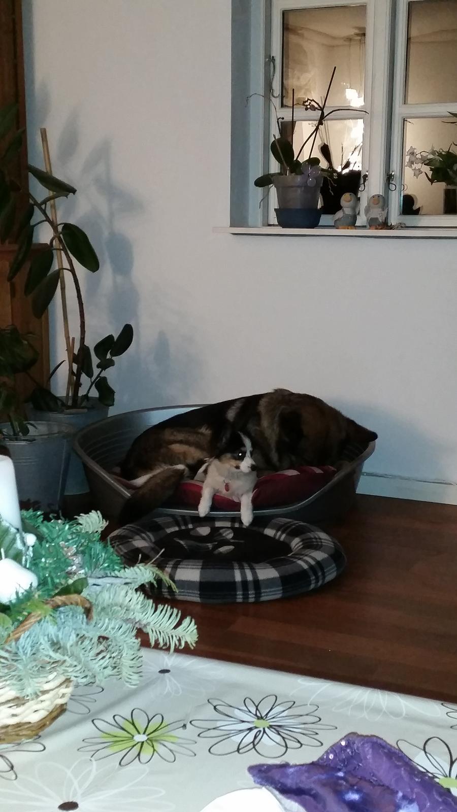 Blanding af racer Bella billede 7