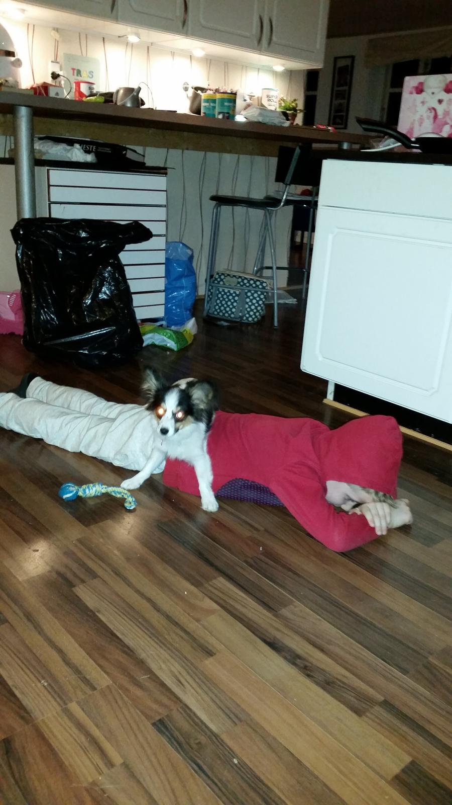 Blanding af racer Bella billede 8