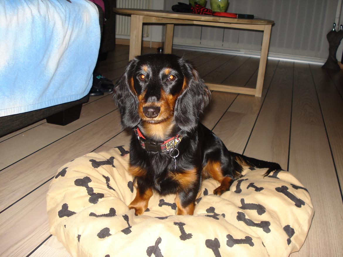 Miniature gravhund Carla billede 1