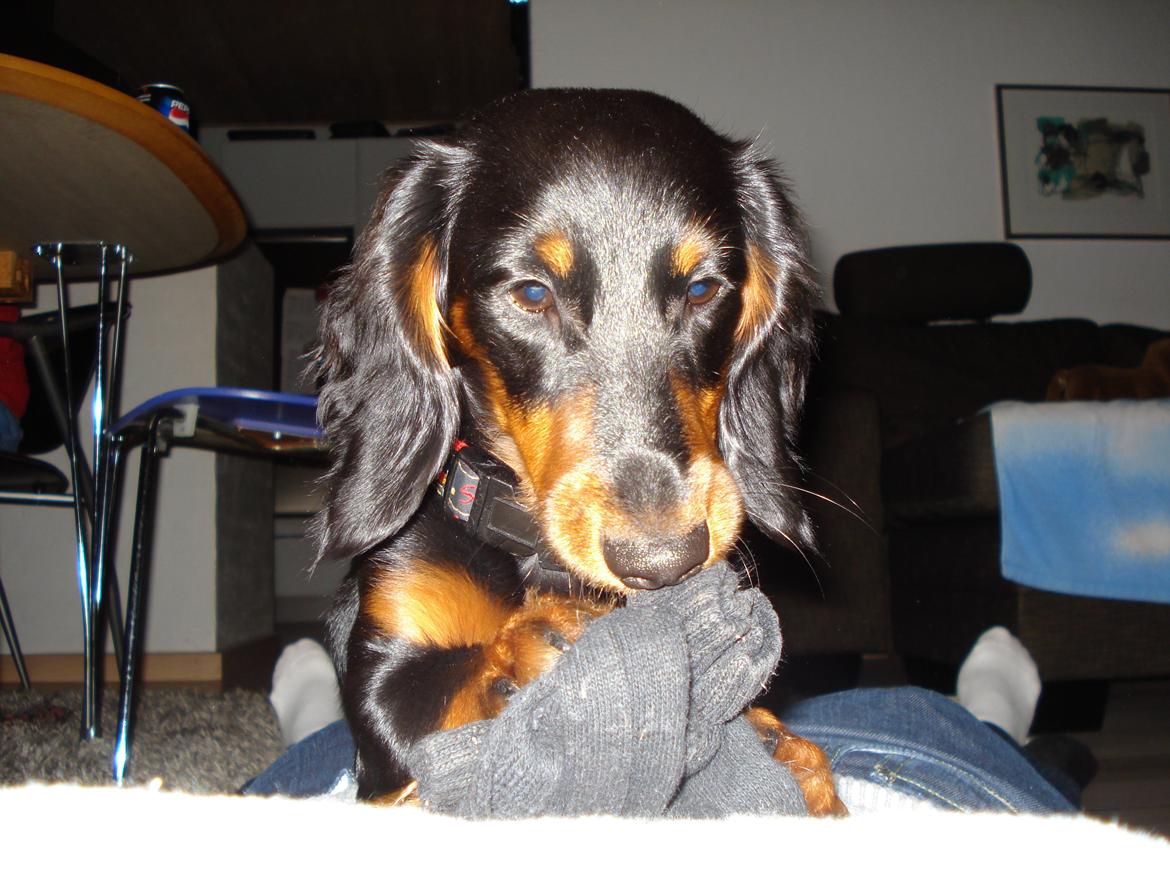 Miniature gravhund Carla billede 6