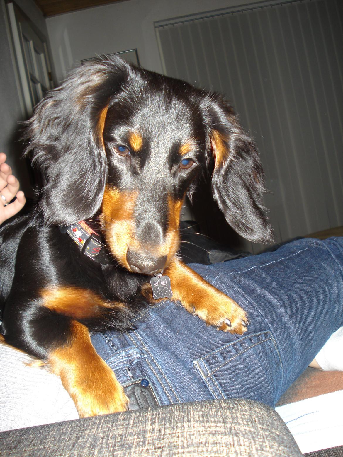 Miniature gravhund Carla billede 7