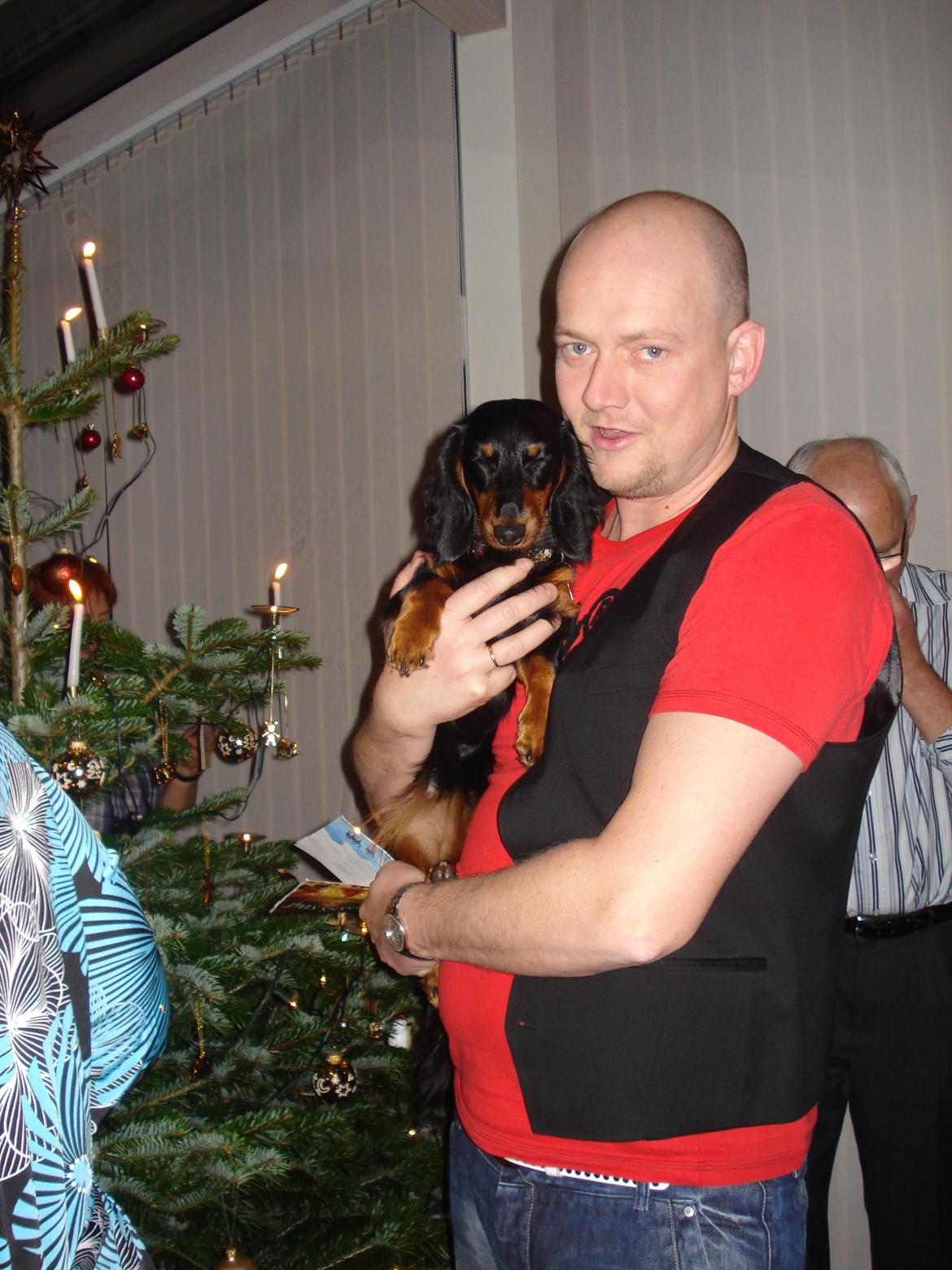 Miniature gravhund Carla billede 8