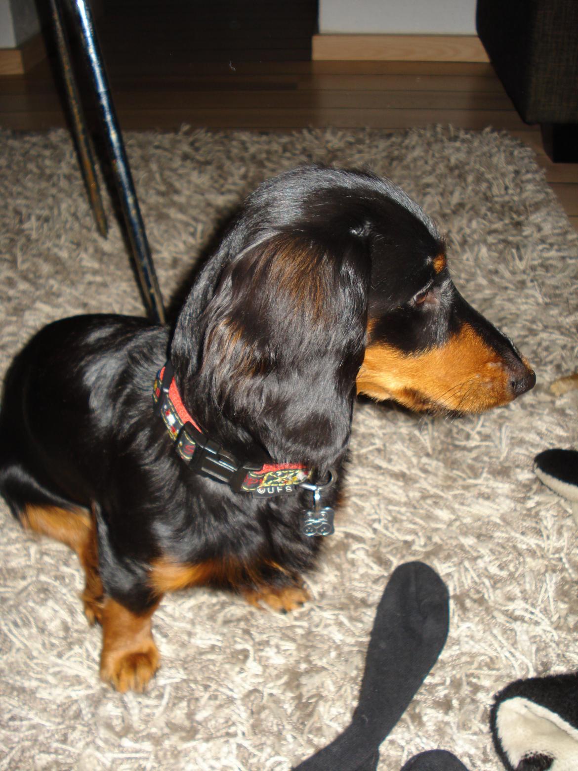 Miniature gravhund Carla billede 5