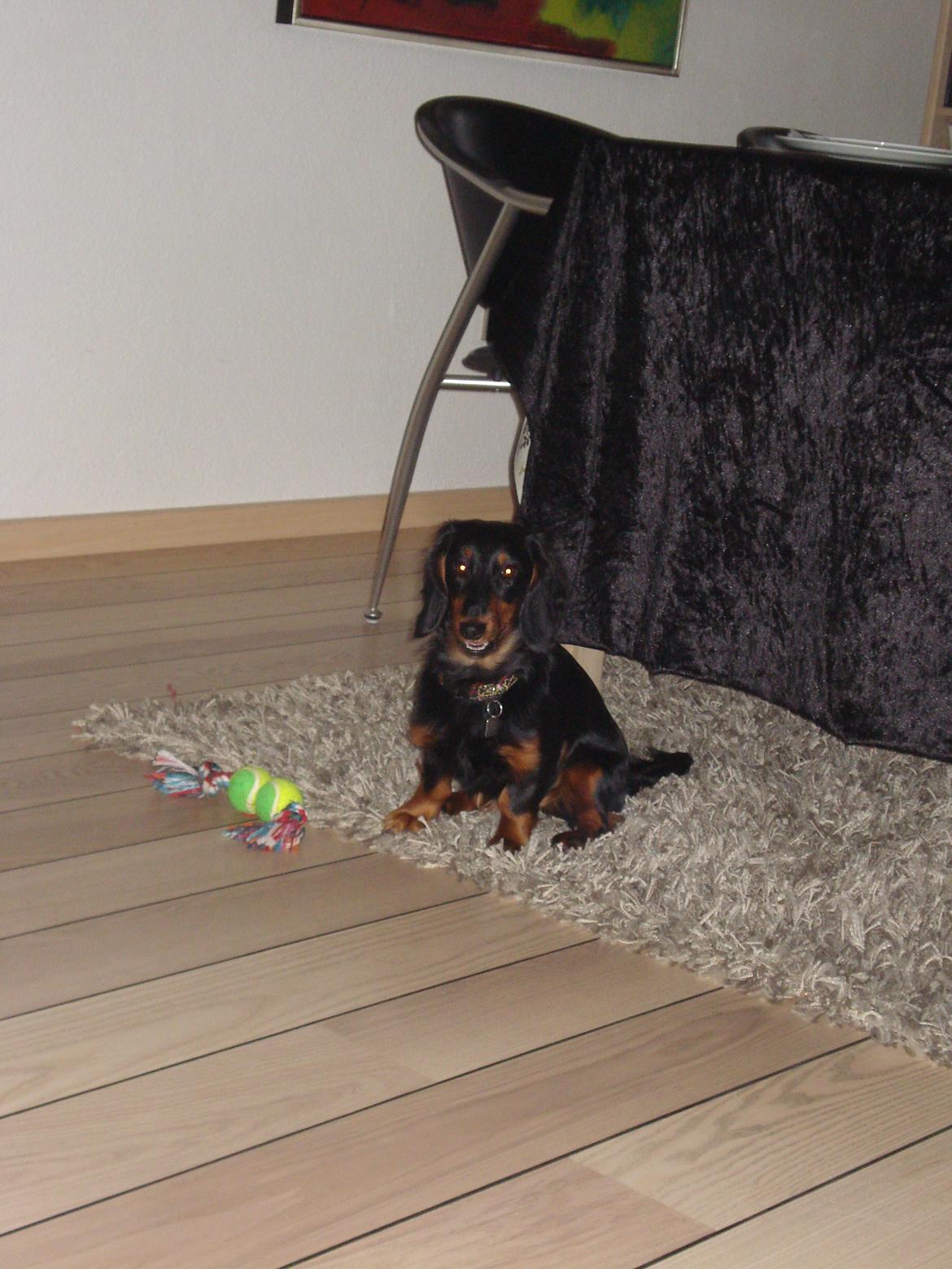 Miniature gravhund Carla billede 4