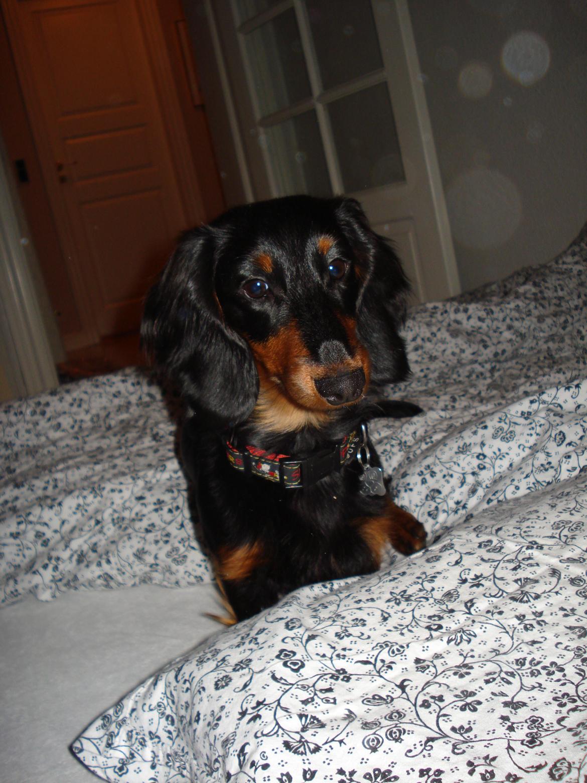 Miniature gravhund Carla billede 10