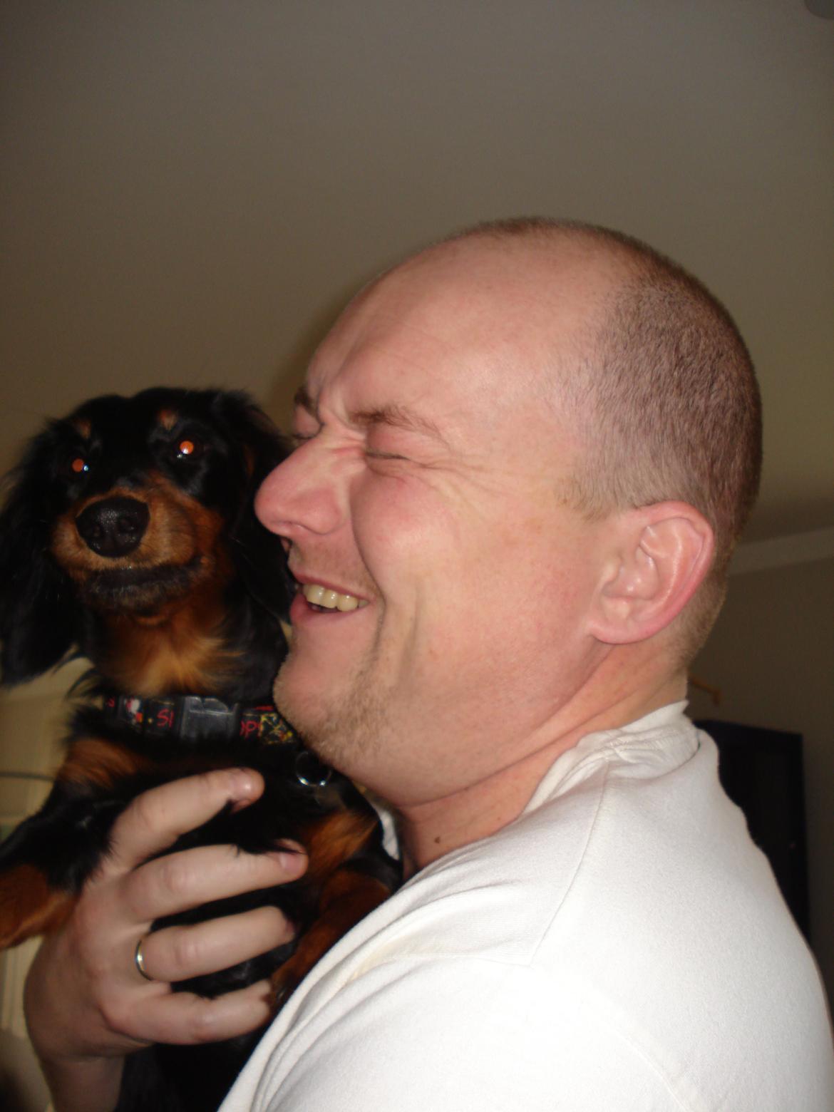 Miniature gravhund Carla billede 11