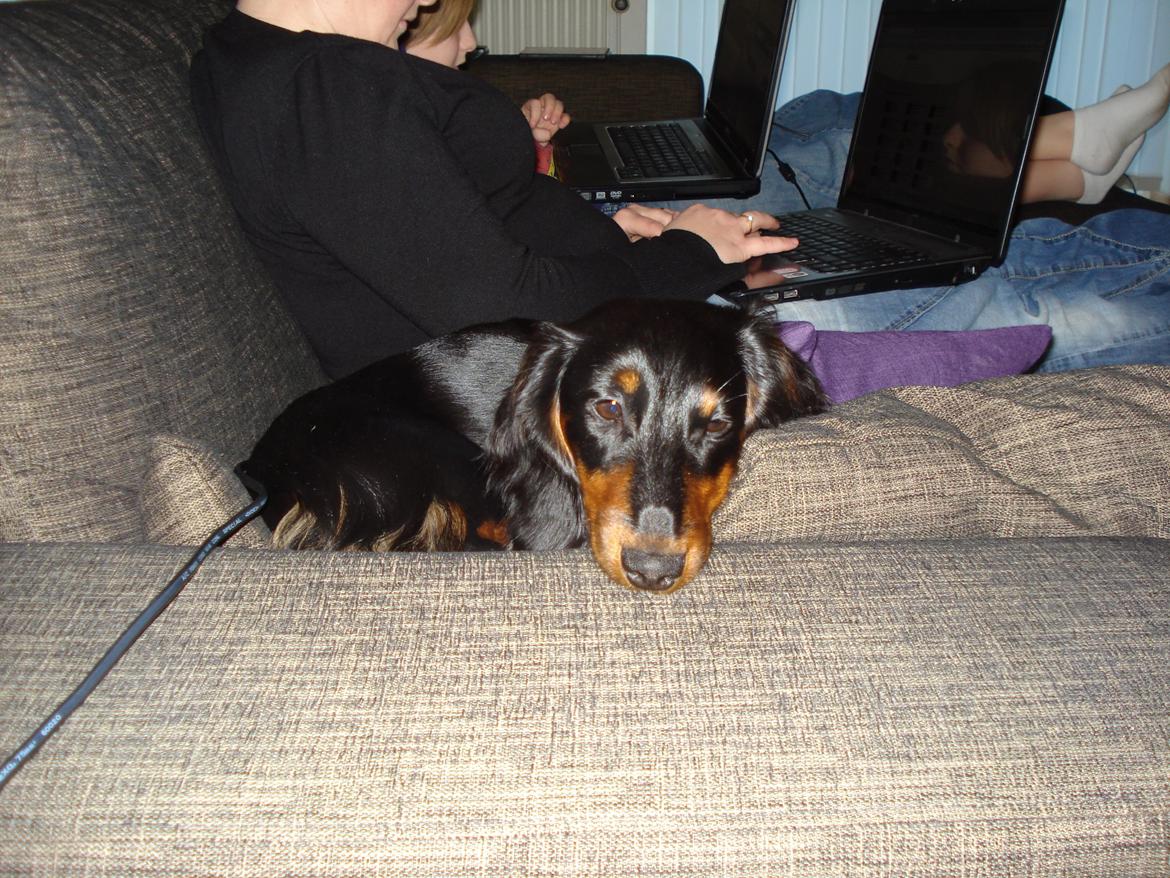 Miniature gravhund Carla billede 12