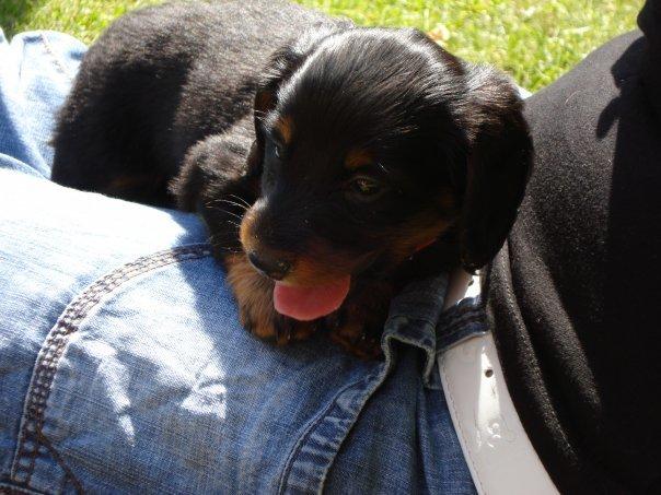 Miniature gravhund Carla billede 30