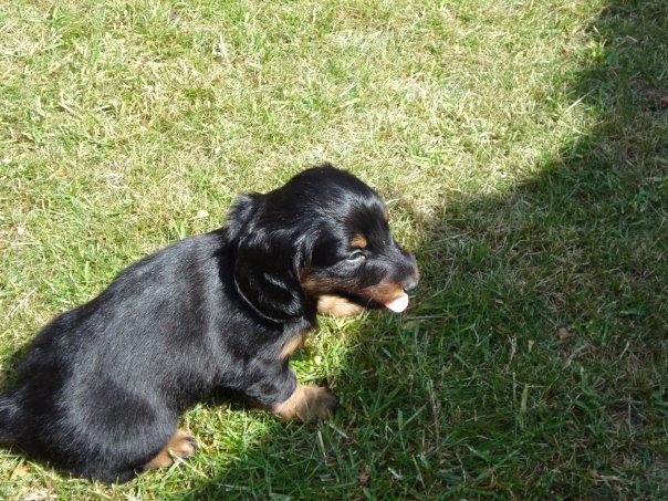 Miniature gravhund Carla billede 29