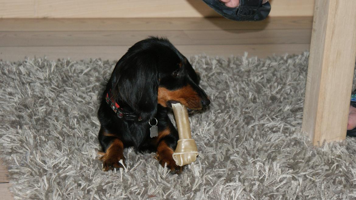 Miniature gravhund Carla billede 14