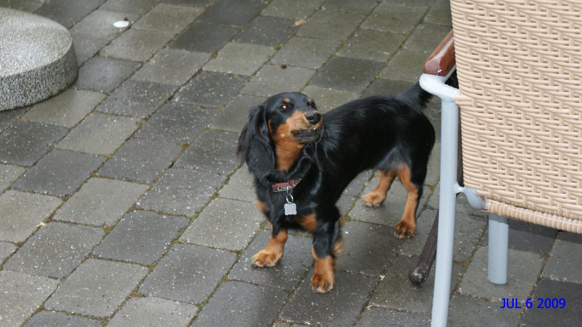 Miniature gravhund Carla billede 15