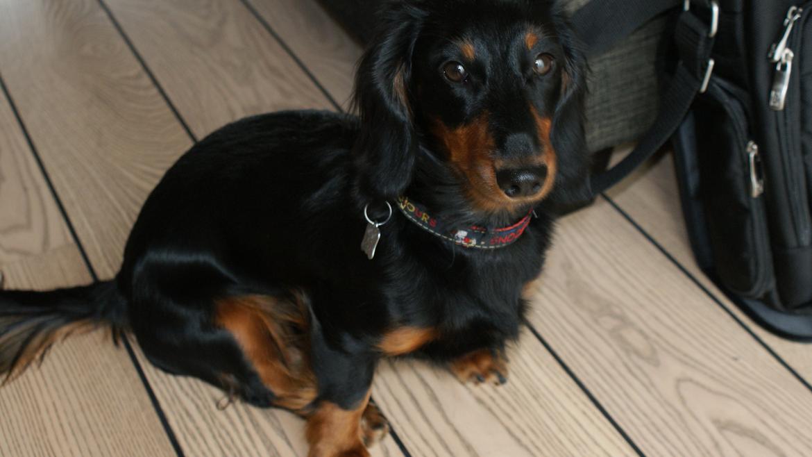 Miniature gravhund Carla billede 16