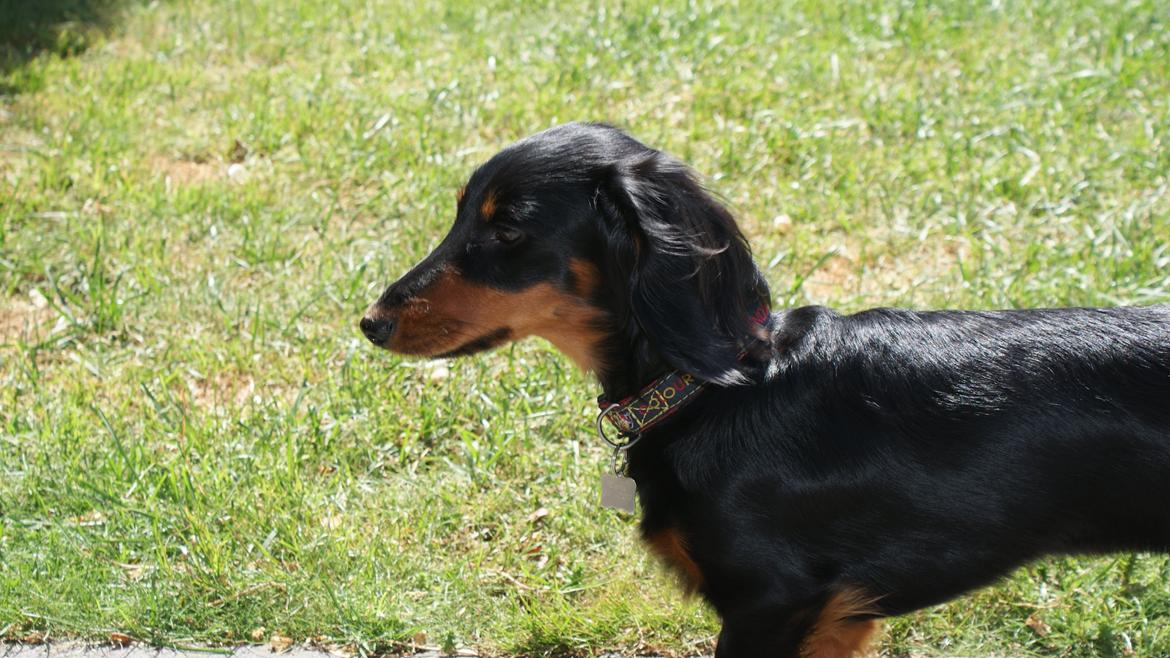 Miniature gravhund Carla billede 3