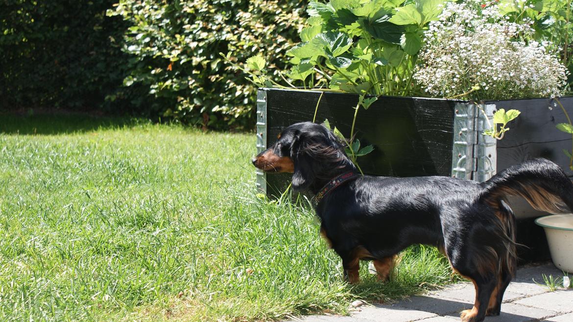 Miniature gravhund Carla billede 2