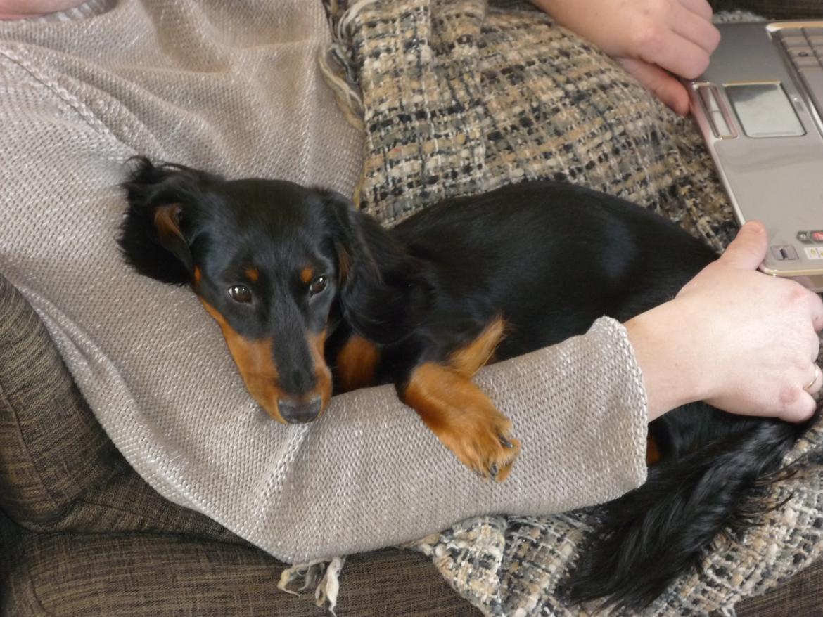 Miniature gravhund Carla billede 17