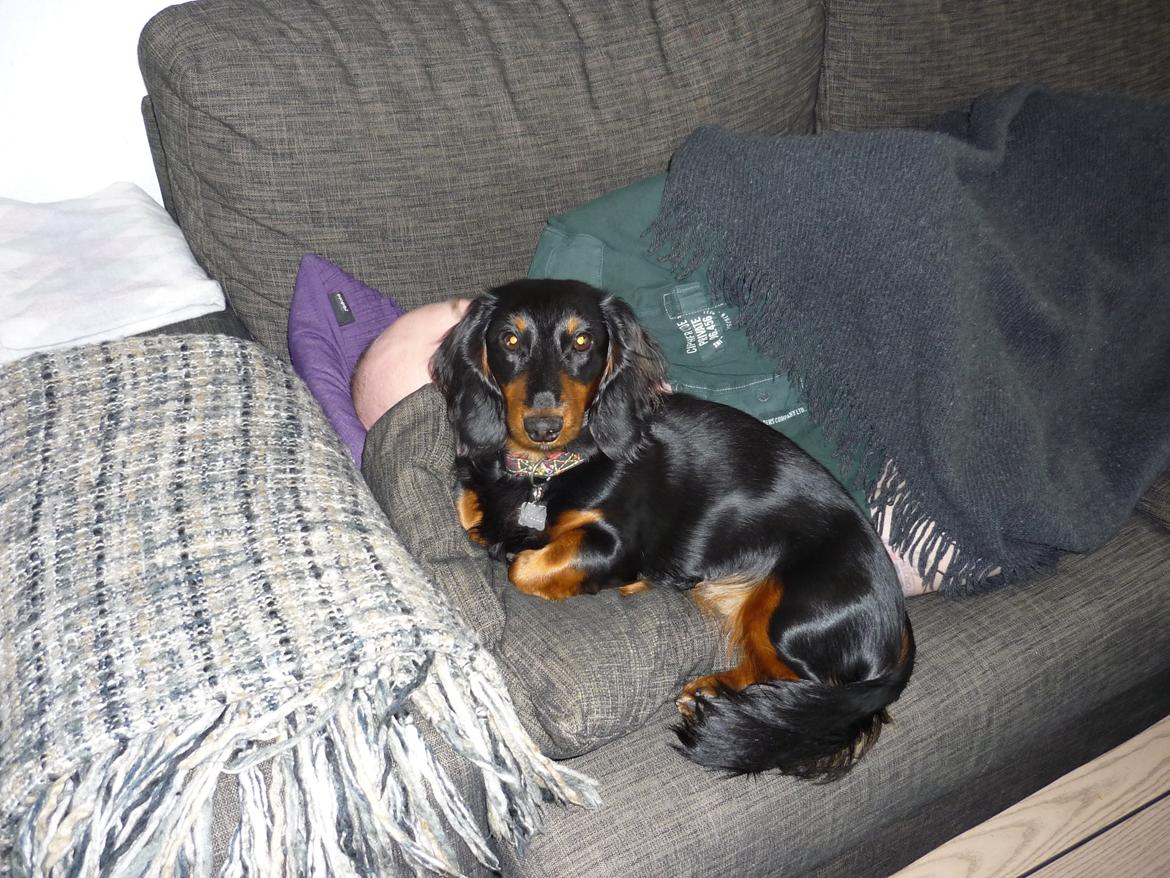 Miniature gravhund Carla billede 18