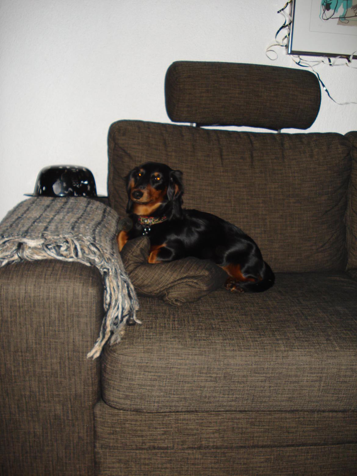 Miniature gravhund Carla billede 9